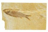 Detailed Fossil Fish (Knightia) - Wyoming #318557-1
